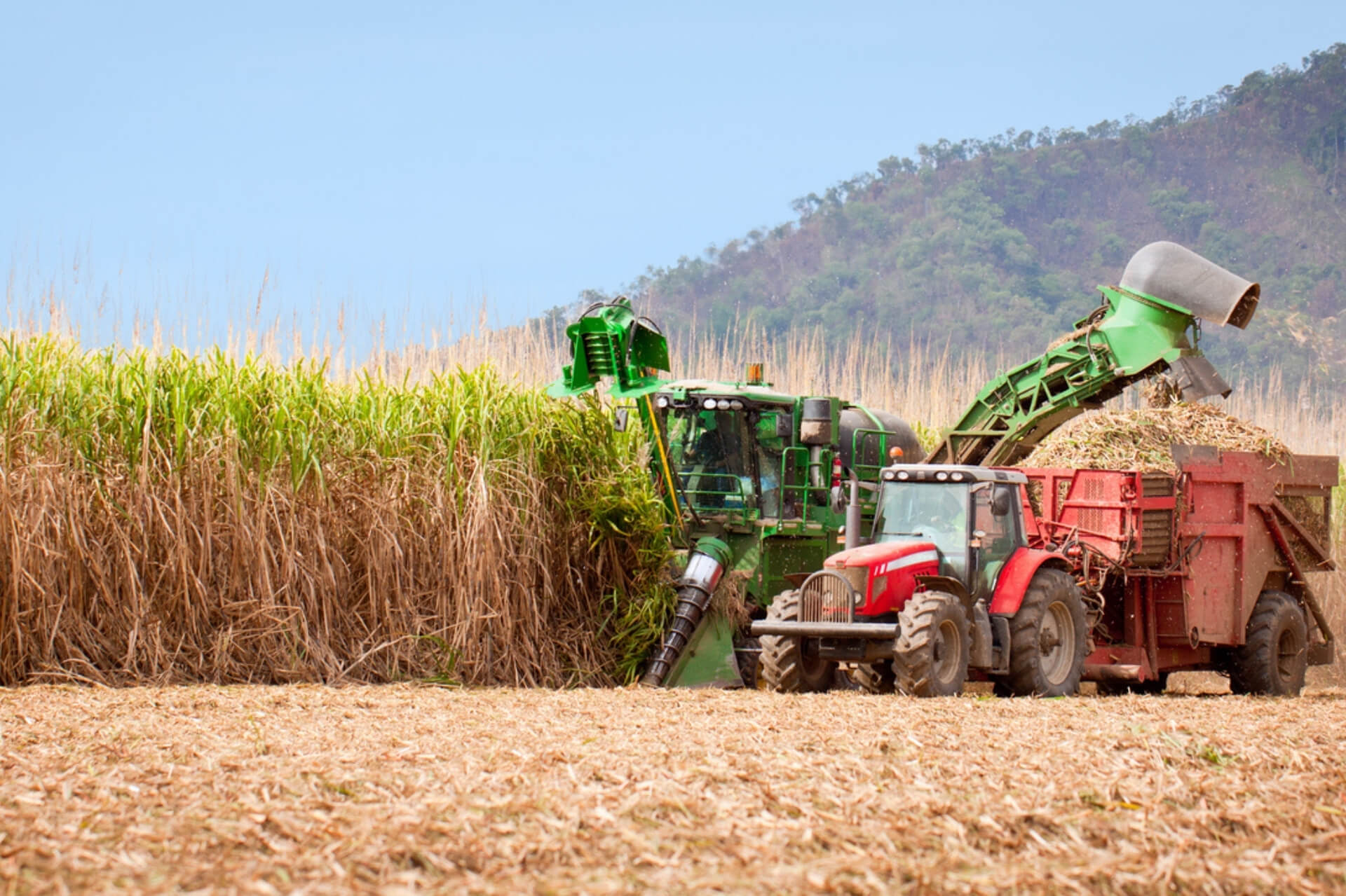 Sugar Cane Production