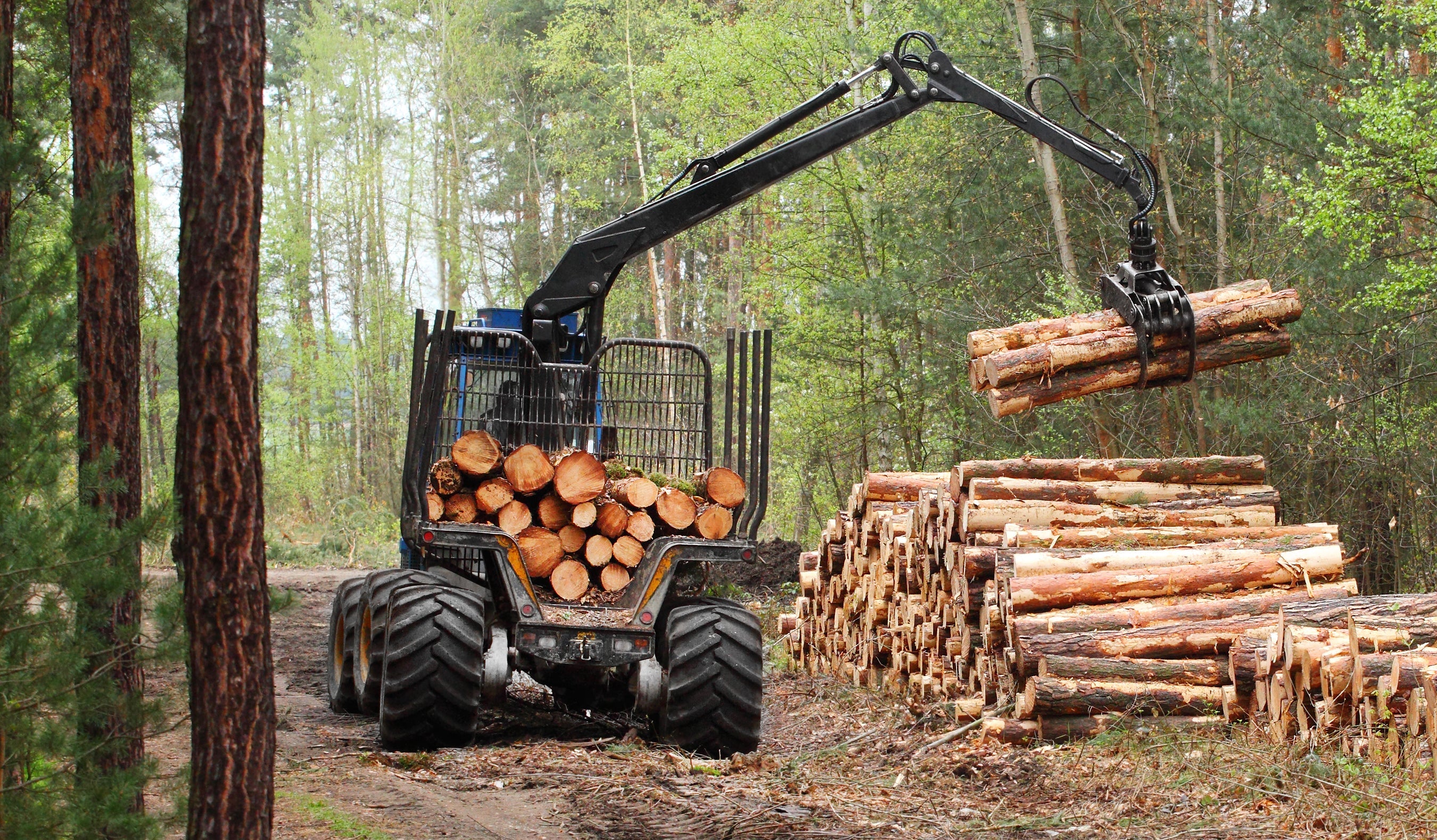 Forestry
